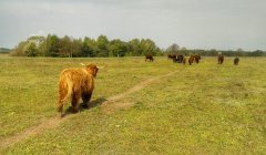 Highland i Salersy