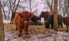 Highland, Salers i Galloway