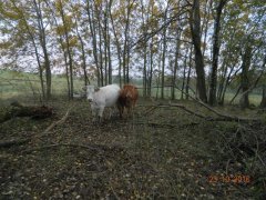 Jałóweczki CH & LM