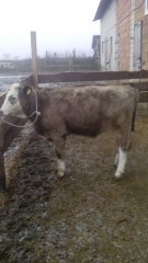 Jałówka 50 % simental