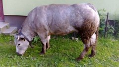 Jałówka 50%BBBx50%CH