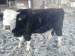 Jałówka 75% Simental