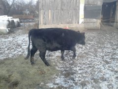 Jałówka 87,5% Angus