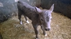 Jałówka Charolaise