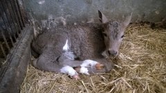 jałówka Charolaise