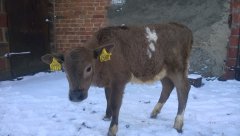 Jałówka charolaise