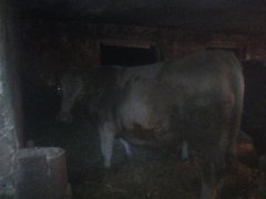 jałówka charolaise