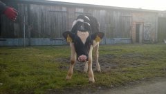 jałówka po wypadku