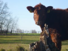 Jałówka Red Angus