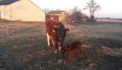 Jałówka RW ze swoim byczkiem po Salersie