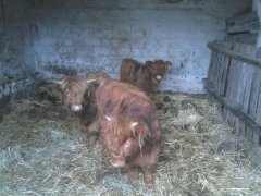 Jałówki Highlander