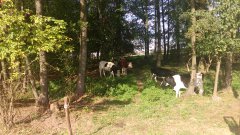 Jałówki i buchajek