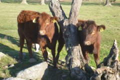 Jałówki odsadki Red Angus