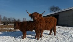 Krowa Highland i jej byczek po Salersie