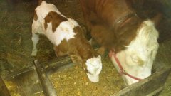 Krowa pierwiastka z cielakiem