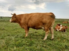 Krowa simental mięsny