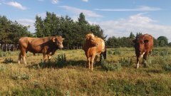 Mieszaniec Highland i jałówki RW