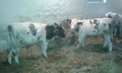 Rasa belgijska błękitno-biała BBB