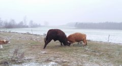 Salers i Highland 50%