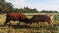 Salers i Highland w połowie