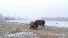 Salers i mieszaniec Highlanda