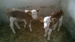 Siementale 100% czysta rasa