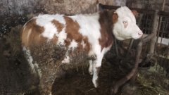 Simentaler 10 miesięcy