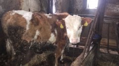 Simentaler 11 miesięcy