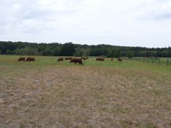 Stado Amgusow na kwaterze