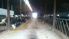 Stado krów mlecznych