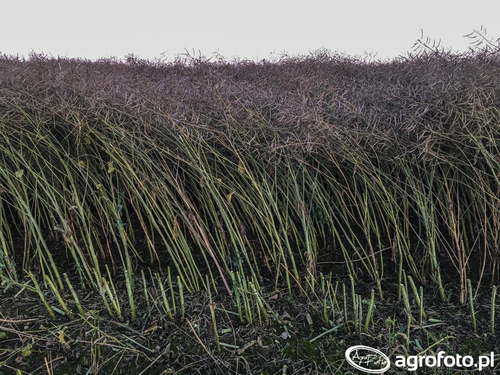 Novosibirskdagi vetnamlik fohishalar