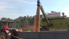 Claas Dominator 76 Pszenica