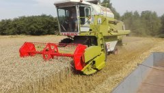 Claas Dominator 76 Pszenica