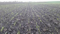 Pszenica ozima Hondia