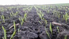 Pszenica ozima Hondia