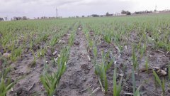 Pszenica ozima Tacitus