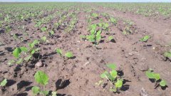 Rzepak ozimy CHROBRY