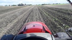 Uprawa pod pszenice po burakach