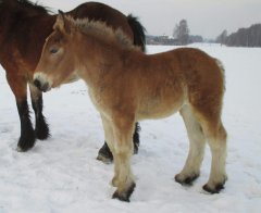 Klaczka zimnokrwista