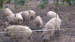 Mangalica świnia pastwiskowa
