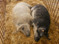 Mangalica