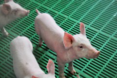 Prosiak na odchowalni ( wcześniaczek)