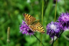 Motyl
