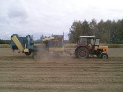 Kopanie Kozłka Lekarskiego