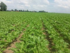 Buraki cukrowe Favorita