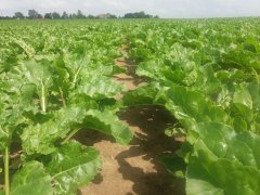 Buraki cukrowe Favorita