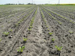 Buraki cukrowe KWS SUKCESJA