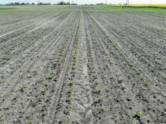 Buraki cukrowe KWS SUKCESJA