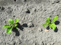 Buraki cukrowe KWS SUKCESJA