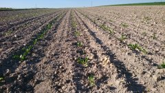 Buraki cukrowe odmiana Danube